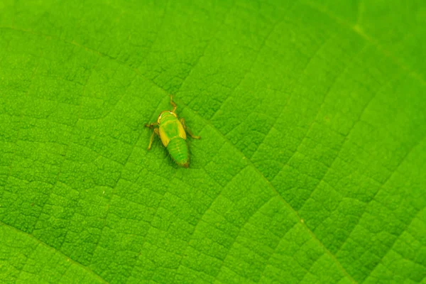 Hay Varios Tipos Insectos Que Existen Esta Tierra Mayoría Ellos — Foto de Stock