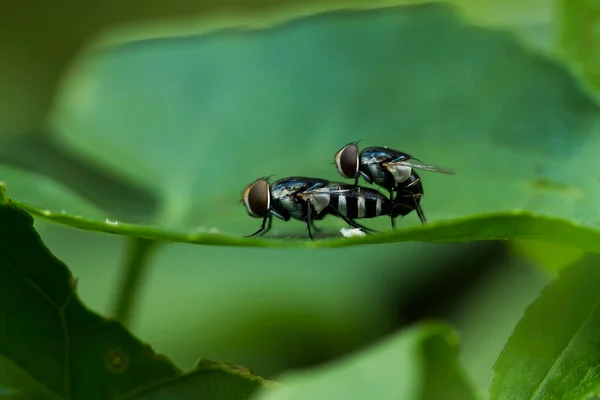 Hay Varios Tipos Insectos Que Existen Esta Tierra Mayoría Ellos — Foto de Stock