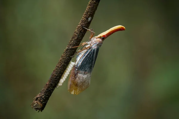 Very Various Types Insects Exist Earth Most Them Middle Food — Stock Photo, Image