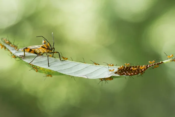 Existují Velmi Různé Druhy Hmyzu Které Existují Této Zemi Většina — Stock fotografie