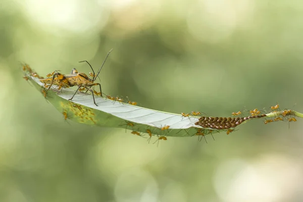 地球上有各种各样的昆虫 其中大多数是中间的食物链 虽然很小 但非常有用 在照片中把它们取长补短真是太棒了 — 图库照片