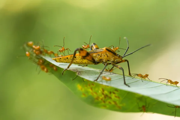 There are very various types of insects that exist on this earth, most of them are the middle food chain, although small but very useful. immortalizing them in photos is wonderful.