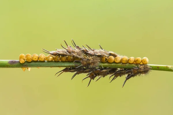 Zijn Zeer Verschillende Soorten Insecten Die Bestaan Deze Aarde Meeste — Stockfoto