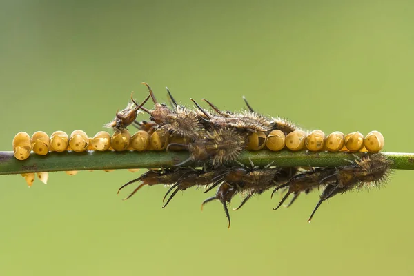 Dünyada Çok Çeşitli Böcekler Var Çoğu Orta Besin Zinciri Küçük — Stok fotoğraf
