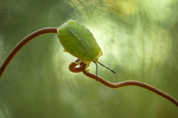 Very Various Types Insects Exist Earth Most Them Middle Food — Stock Photo, Image