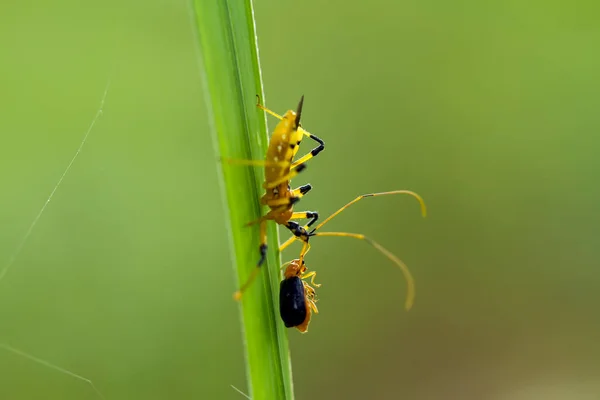 There are very various types of insects that exist on this earth, most of them are the middle food chain, although small but very useful. immortalizing them in photos is wonderful.