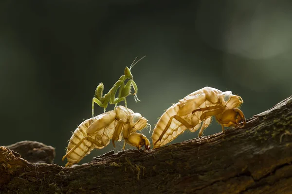 Existe Des Types Très Divers Insectes Sur Cette Terre Plupart — Photo