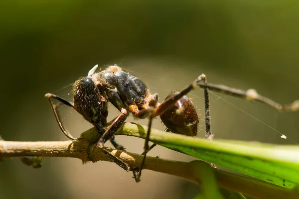 地球上有各种各样的昆虫 其中大多数是中间的食物链 虽然很小 但非常有用 在照片中把它们取长补短真是太棒了 — 图库照片