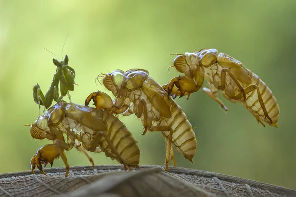 Existe Des Types Très Divers Insectes Sur Cette Terre Plupart — Photo
