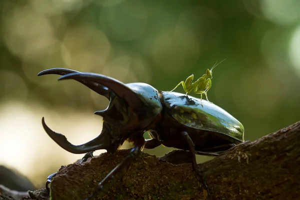 Det Finns Mycket Olika Typer Insekter Som Finns Denna Jord — Stockfoto