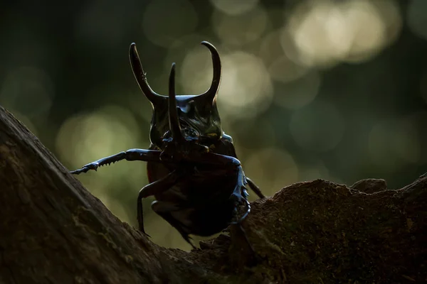 Det Finns Mycket Olika Typer Insekter Som Finns Denna Jord — Stockfoto