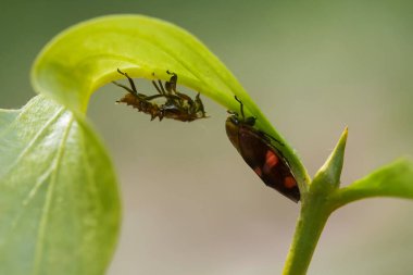 Bu dünyada çok çeşitli böcekler var, çoğu orta besin zinciri, küçük ama çok kullanışlı. Onları fotoğraflarda ölümsüzleştirmek harika..