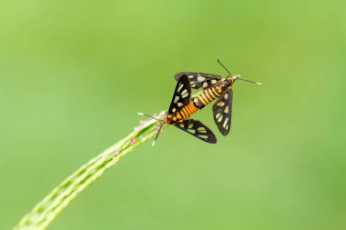 Bu dünyada çok çeşitli böcekler var, çoğu orta besin zinciri, küçük ama çok kullanışlı. Onları fotoğraflarda ölümsüzleştirmek harika..