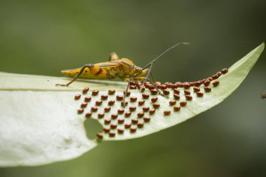 Bu dünyada çok çeşitli böcekler var, çoğu orta besin zinciri, küçük ama çok kullanışlı. Onları fotoğraflarda ölümsüzleştirmek harika..