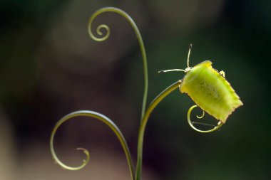 Bu dünyada çok çeşitli böcekler var, çoğu orta besin zinciri, küçük ama çok kullanışlı. Onları fotoğraflarda ölümsüzleştirmek harika..