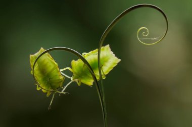 Bu dünyada çok çeşitli böcekler var, çoğu orta besin zinciri, küçük ama çok kullanışlı. Onları fotoğraflarda ölümsüzleştirmek harika..