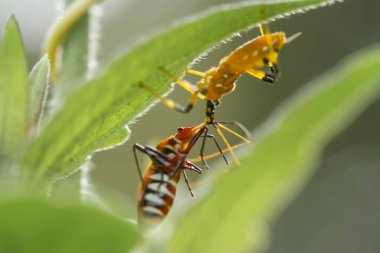 Bu dünyada çok çeşitli böcekler var, çoğu orta besin zinciri, küçük ama çok kullanışlı. Onları fotoğraflarda ölümsüzleştirmek harika..