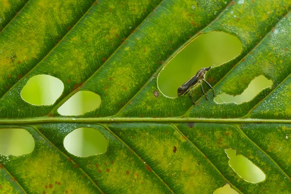 Existe Des Types Très Divers Insectes Sur Cette Terre Plupart — Photo