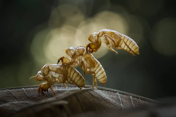 Sono Molti Vari Tipi Insetti Che Esistono Questa Terra Maggior — Foto Stock