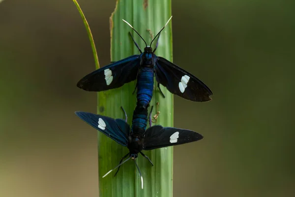 Very Various Types Insects Exist Earth Most Them Middle Food — Stock Photo, Image