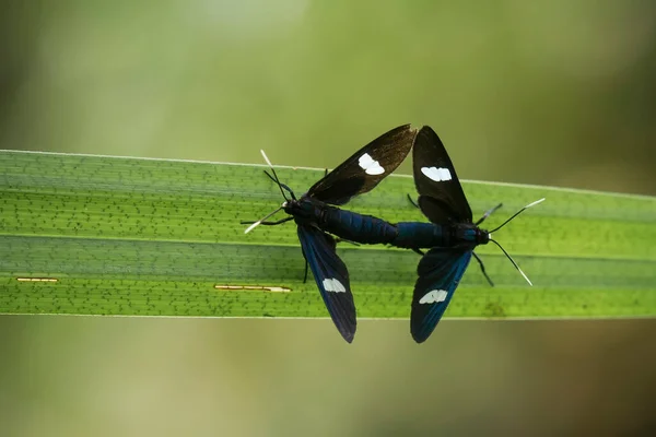 There are very various types of insects that exist on this earth, most of them are the middle food chain, although small but very useful. immortalizing them in photos is wonderful.