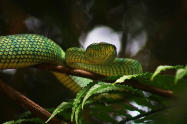 Bu yılan çok tehlikeli bir yılan türüdür (Tropidolaemus subannulatus), vücudu küçüktür ama çok ölümcül bir zehre sahiptir. Erkeğin yeşil bir rengi var ve vücudunda gece veya ateşe yaklaştığında saldırgan bir şekilde belirleniyor..