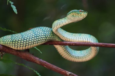 Bu yılan çok tehlikeli bir yılan türüdür (Tropidolaemus subannulatus), vücudu küçüktür ama çok ölümcül bir zehre sahiptir. Erkeğin yeşil bir rengi var ve vücudunda gece veya ateşe yaklaştığında saldırgan bir şekilde belirleniyor..