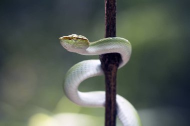 Bu yılan çok tehlikeli bir yılan türüdür (Tropidolaemus subannulatus), vücudu küçüktür ama çok ölümcül bir zehre sahiptir. Erkeğin yeşil bir rengi var ve vücudunda gece veya ateşe yaklaştığında saldırgan bir şekilde belirleniyor..