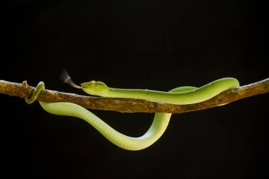 Bu yılan çok tehlikeli bir yılan türüdür (Tropidolaemus subannulatus), vücudu küçüktür ama çok ölümcül bir zehre sahiptir. Erkeğin yeşil bir rengi var ve vücudunda gece veya ateşe yaklaştığında saldırgan bir şekilde belirleniyor..