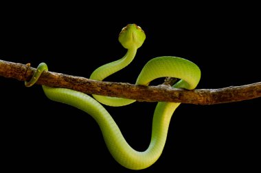 Bu yılan çok tehlikeli bir yılan türüdür (Tropidolaemus subannulatus), vücudu küçüktür ama çok ölümcül bir zehre sahiptir. Erkeğin yeşil bir rengi var ve vücudunda gece veya ateşe yaklaştığında saldırgan bir şekilde belirleniyor..
