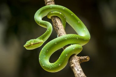 Bu yılan çok tehlikeli bir yılan türüdür (Tropidolaemus subannulatus), vücudu küçüktür ama çok ölümcül bir zehre sahiptir. Erkeğin yeşil bir rengi var ve vücudunda gece veya ateşe yaklaştığında saldırgan bir şekilde belirleniyor..