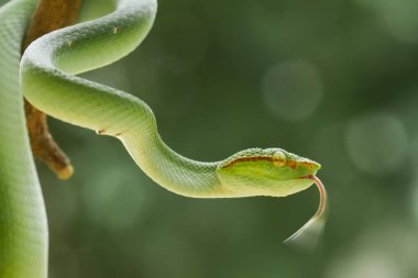 Bu yılan çok tehlikeli bir yılan türüdür (Tropidolaemus subannulatus), vücudu küçüktür ama çok ölümcül bir zehre sahiptir. Erkeğin yeşil bir rengi var ve vücudunda gece veya ateşe yaklaştığında saldırgan bir şekilde belirleniyor..