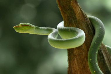 Bu yılan çok tehlikeli bir yılan türüdür (Tropidolaemus subannulatus), vücudu küçüktür ama çok ölümcül bir zehre sahiptir. Erkeğin yeşil bir rengi var ve vücudunda gece veya ateşe yaklaştığında saldırgan bir şekilde belirleniyor..