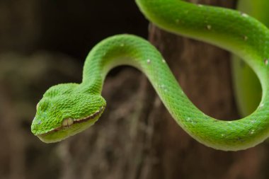 Bu yılan çok tehlikeli bir yılan türüdür (Tropidolaemus subannulatus), vücudu küçüktür ama çok ölümcül bir zehre sahiptir. Erkeğin yeşil bir rengi var ve vücudunda gece veya ateşe yaklaştığında saldırgan bir şekilde belirleniyor..