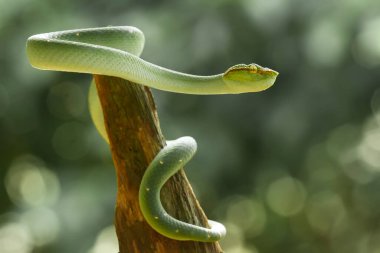 Bu yılan çok tehlikeli bir yılan türüdür (Tropidolaemus subannulatus), vücudu küçüktür ama çok ölümcül bir zehre sahiptir. Erkeğin yeşil bir rengi var ve vücudunda gece veya ateşe yaklaştığında saldırgan bir şekilde belirleniyor..