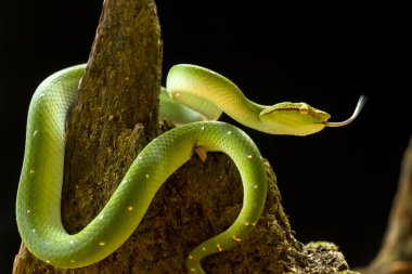 Bu yılan çok tehlikeli bir yılan türüdür (Tropidolaemus subannulatus), vücudu küçüktür ama çok ölümcül bir zehre sahiptir. Erkeğin yeşil bir rengi var ve vücudunda gece veya ateşe yaklaştığında saldırgan bir şekilde belirleniyor..