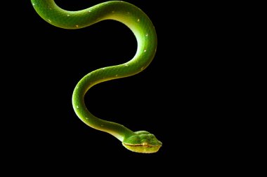 Bu yılan çok tehlikeli bir yılan türüdür (Tropidolaemus subannulatus), vücudu küçüktür ama çok ölümcül bir zehre sahiptir. Erkeğin yeşil bir rengi var ve vücudunda gece veya ateşe yaklaştığında saldırgan bir şekilde belirleniyor..