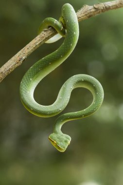 Bu yılan çok tehlikeli bir yılan türüdür (Tropidolaemus subannulatus), vücudu küçüktür ama çok ölümcül bir zehre sahiptir. Erkeğin yeşil bir rengi var ve vücudunda gece veya ateşe yaklaştığında saldırgan bir şekilde belirleniyor..