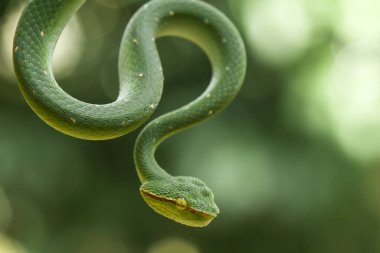 Bu yılan çok tehlikeli bir yılan türüdür (Tropidolaemus subannulatus), vücudu küçüktür ama çok ölümcül bir zehre sahiptir. Erkeğin yeşil bir rengi var ve vücudunda gece veya ateşe yaklaştığında saldırgan bir şekilde belirleniyor..