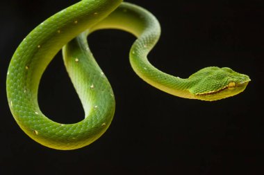Bu yılan çok tehlikeli bir yılan türüdür (Tropidolaemus subannulatus), vücudu küçüktür ama çok ölümcül bir zehre sahiptir. Erkeğin yeşil bir rengi var ve vücudunda gece veya ateşe yaklaştığında saldırgan bir şekilde belirleniyor..