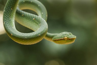Bu yılan çok tehlikeli bir yılan türüdür (Tropidolaemus subannulatus), vücudu küçüktür ama çok ölümcül bir zehre sahiptir. Erkeğin yeşil bir rengi var ve vücudunda gece veya ateşe yaklaştığında saldırgan bir şekilde belirleniyor..