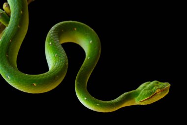 Bu yılan çok tehlikeli bir yılan türüdür (Tropidolaemus subannulatus), vücudu küçüktür ama çok ölümcül bir zehre sahiptir. Erkeğin yeşil bir rengi var ve vücudunda gece veya ateşe yaklaştığında saldırgan bir şekilde belirleniyor..