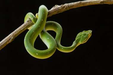 Bu yılan çok tehlikeli bir yılan türüdür (Tropidolaemus subannulatus), vücudu küçüktür ama çok ölümcül bir zehre sahiptir. Erkeğin yeşil bir rengi var ve vücudunda gece veya ateşe yaklaştığında saldırgan bir şekilde belirleniyor..