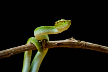 Bu yılan çok tehlikeli bir yılan türüdür (Tropidolaemus subannulatus), vücudu küçüktür ama çok ölümcül bir zehre sahiptir. Erkeğin yeşil bir rengi var ve vücudunda gece veya ateşe yaklaştığında saldırgan bir şekilde belirleniyor..