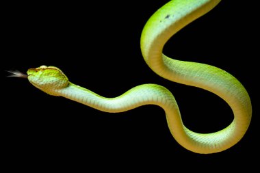 Bu yılan çok tehlikeli bir yılan türüdür (Tropidolaemus subannulatus), vücudu küçüktür ama çok ölümcül bir zehre sahiptir. Erkeğin yeşil bir rengi var ve vücudunda gece veya ateşe yaklaştığında saldırgan bir şekilde belirleniyor..