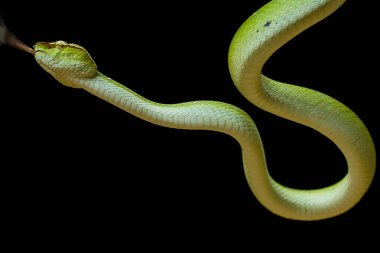 Bu yılan çok tehlikeli bir yılan türüdür (Tropidolaemus subannulatus), vücudu küçüktür ama çok ölümcül bir zehre sahiptir. Erkeğin yeşil bir rengi var ve vücudunda gece veya ateşe yaklaştığında saldırgan bir şekilde belirleniyor..