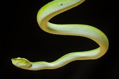 Bu yılan çok tehlikeli bir yılan türüdür (Tropidolaemus subannulatus), vücudu küçüktür ama çok ölümcül bir zehre sahiptir. Erkeğin yeşil bir rengi var ve vücudunda gece veya ateşe yaklaştığında saldırgan bir şekilde belirleniyor..