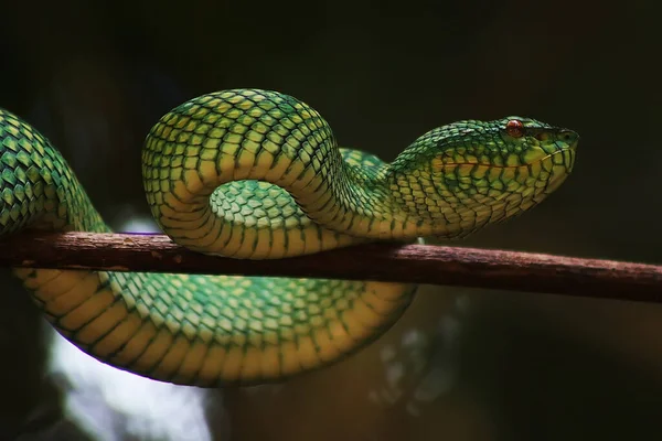 这种蛇是一种非常危险的毒蛇 它的身体很小 但有一种非常致命的毒液 雄鱼的体色呈绿色 身体上有斑点 夜间或靠近火时具有攻击性 — 图库照片