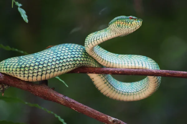 Esta Serpiente Tipo Muy Peligroso Víbora Tropidolaemus Subannulatus Cuerpo Pequeño — Foto de Stock