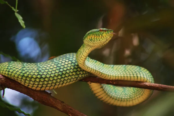 Esta Cobra Tipo Muito Perigoso Víbora Tropidolaemus Subannulatus Seu Corpo — Fotografia de Stock